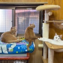 ポージング
