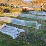 自然農菜園「はたけや」の作業日誌