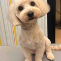 マルプー シャンプーカット