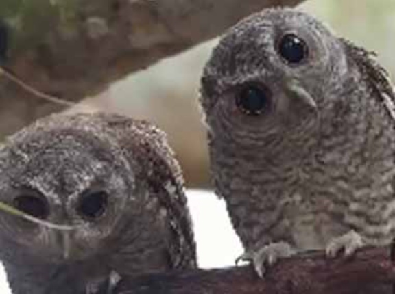 【かわいいダンス】 木の枝に２羽のフクロウがとまっていた。こっちを見ている → こんな動きをするんです…