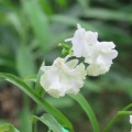 ウチョウラン　緑花交配