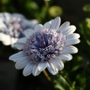 今日のおススメは