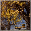 12/12晴天の出羽公園イチョウ並木で　名残のイチョウの葉　とキヤＥ１９５系訓練運転３本