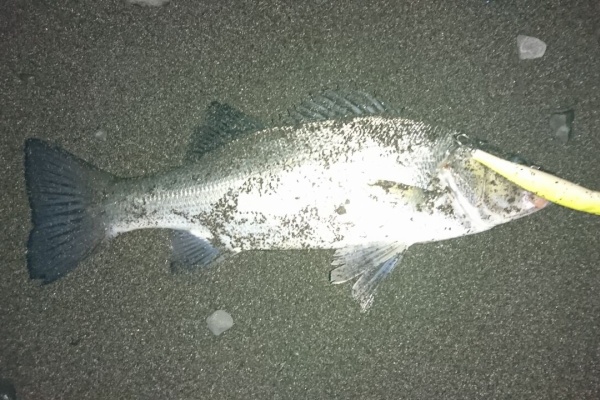 バラシマニアの一魚一会、釣行記。