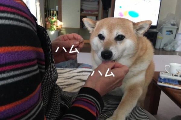 柴犬カンチの足跡日記 はじめに