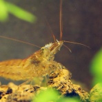 バイオリン（Fiddle)も鳥見も楽しいやん