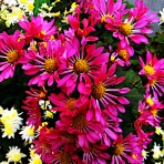 つれづれげえ日記