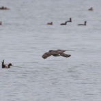 お城と淀川の鳥撮り記