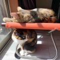 お兄ちゃんの下なら安心