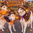 ハロウィン🎃