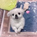 おてんばなペキニーズくん