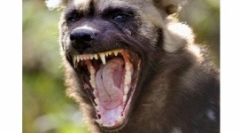 【アメリカ】動物園で肉食獣リカオンの舎内に男児が転落 かまれて死亡