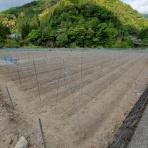 ムカゴと自然薯