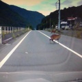 シカのジェットストリームアタック遭遇ダイエット