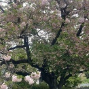 牡丹桜とクラウチングスタート