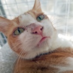 うちのとらまる