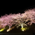 桜満開 です!