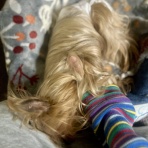 かのんがのん〜毛玉と日々のかけら〜