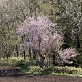 速い桜の満開と季節外れの雪！