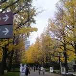 『キャンパスの紅葉』の画像