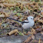 『投稿：シマエナガと仲間たち　2025/02/17』の画像