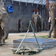 クリスマスリースのプレゼント　（２）