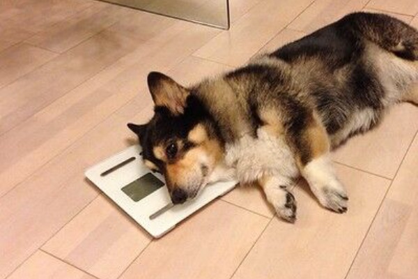 海外 みんなは日本に来て痩せた 太った 日本での暮らしと体重の増減に対する海外の反応 すらるど 海外の反応