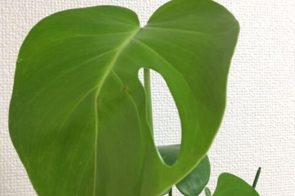 Plante Succulente Et Mousse 緑の植物