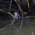 今季初のカワセミ（Pentax KF）