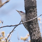 野鳥は可愛い♪ ２