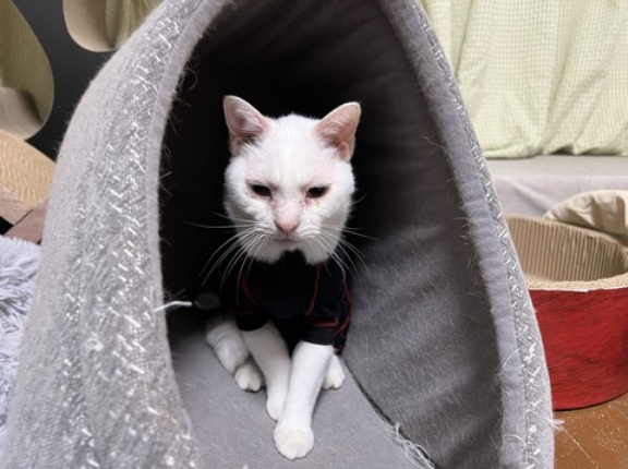 世界猫の日2026　20260808