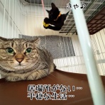 猫とお酒と日々のこと