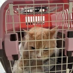 猫カフェ ねこまんまBlog
