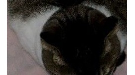 ゆうちゃん盗撮映像で猫カフェに非難殺到 → 店長「店は関与してない。NHKに抗議した」