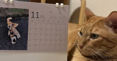 2027年カレンダーと猫雑貨を販売します🐈 