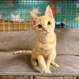『子猫みつばちゃん♀ 里親募集を開始しました』の画像