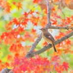 カメラ大好きおやじの野鳥と自然風景フォトアルバム