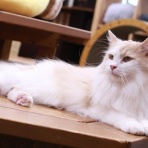 猫カフェ ねこまんまBlog
