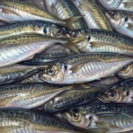 メバル釣行記
