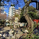 代休10k走～梅は咲いたか