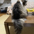 こんなしっぽ