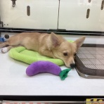 ペットショップワンラブ イオン石狩緑苑台店のスタッフブログ～在籍の子犬子猫やトリミングの情報を公開！新入荷商品の情報も要チェックですよ(^^♪