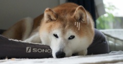 今は行きたくないらしい…