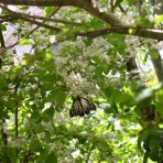 ふぐのブログ（2017〜now）