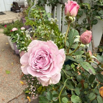 ＊バラの強い生命力に改めて感動した朝