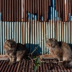 猫写真家・沖 昌之のブログ　野良ねこちゃんねる。　