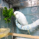 ガリバーデカすぎた🍴と🐦写真撮れた子達🐦