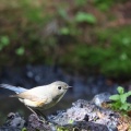 奥庭　ルリビタキ、ウソ