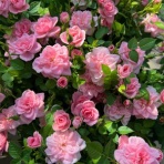 大洋グリーンブログ