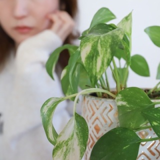 □ LIVE IN JAPAN 1994.1.19 AIRPLAY FOR PLANET : Light Mellow on